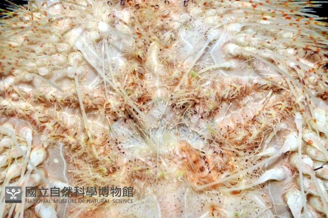 扁仙壺海膽藏品圖，第10張