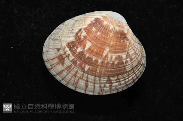 歧紋簾蛤藏品圖，第10張