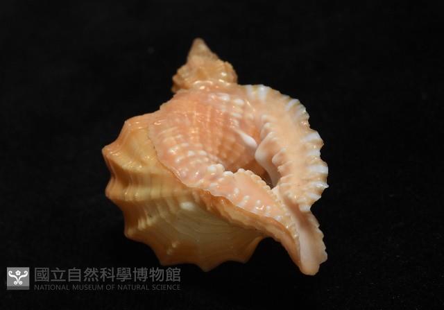 聳肩扭法螺藏品圖，第10張