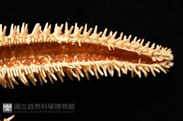 尖棘篩海盤車藏品圖，第10張