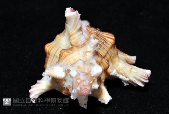 紅千手螺藏品圖，第10張