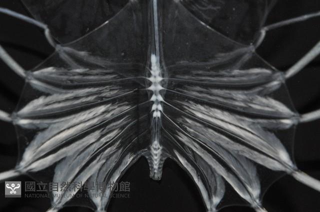 未知種礁岩扇蝦藏品圖，第10張