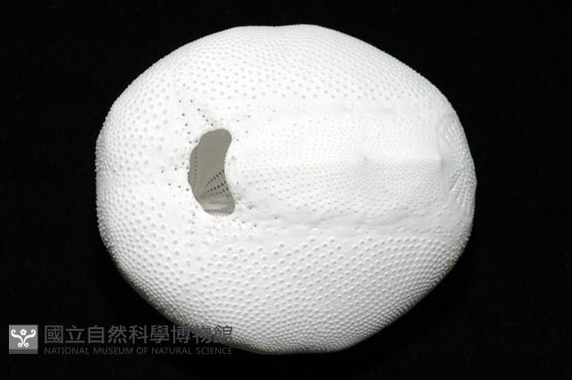 心形海壺藏品圖，第10張