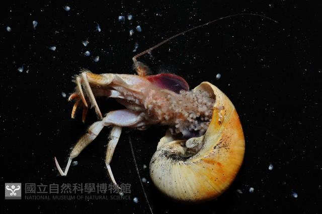 深水旋刺寄居蟹藏品圖，第10張