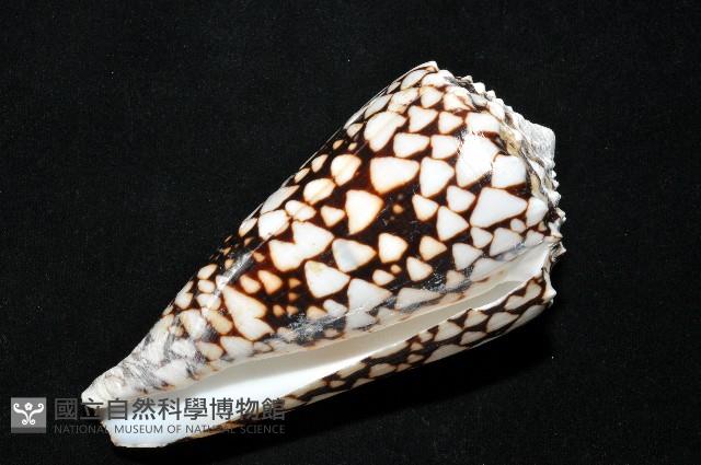 花巾芋螺藏品圖，第10張
