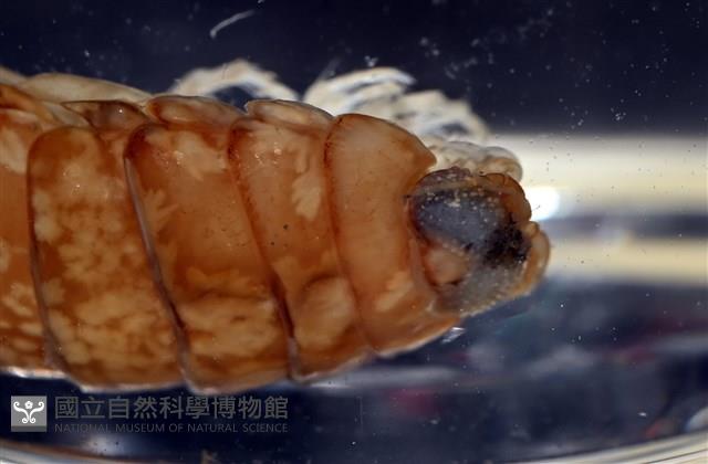 未知種紡錘水虱藏品圖，第10張