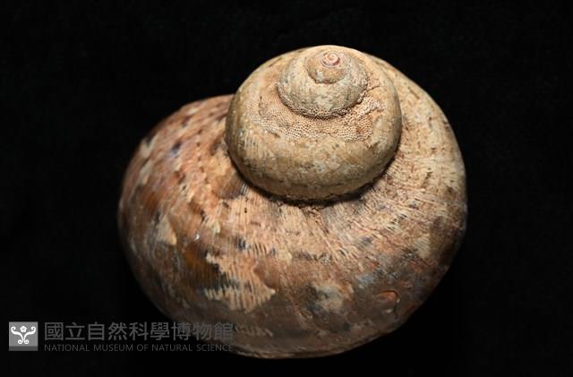 芮氏蠑螺藏品圖，第10張