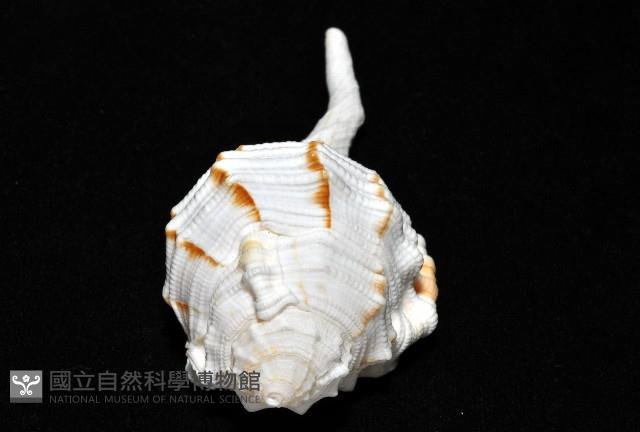 玉女象法螺藏品圖，第10張
