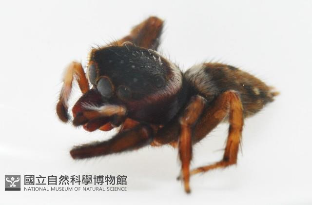 毛垛兜蠅虎藏品圖，第10張