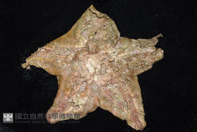 未知種薄膜海星藏品圖，第10張