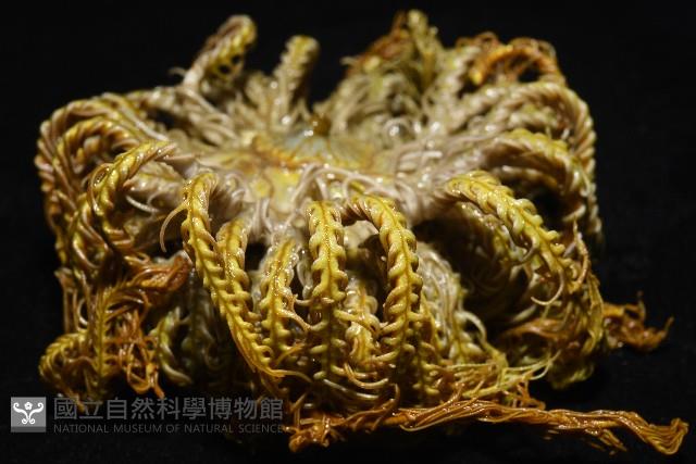 輪替海齒花藏品圖，第10張