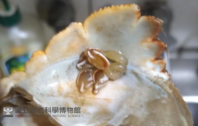 斧板茗荷藏品圖，第10張
