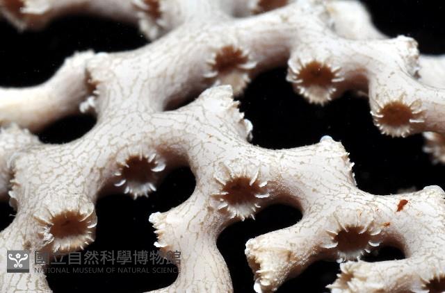 枝狀多目珊瑚藏品圖，第10張