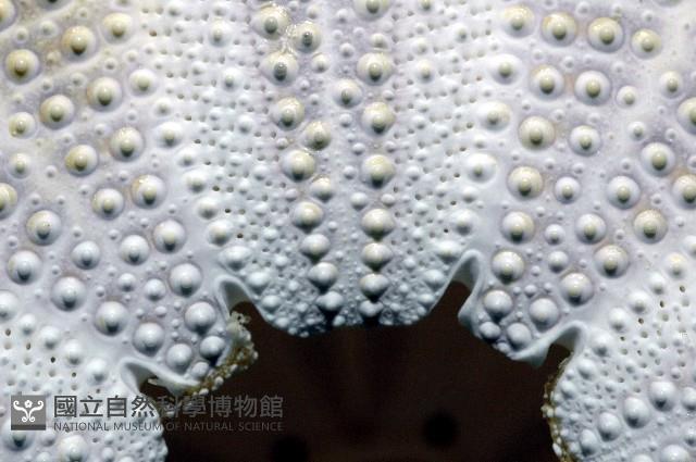 白棘三列海膽藏品圖，第10張