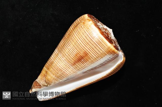 登錄號:007819-00057藏品圖，第10張