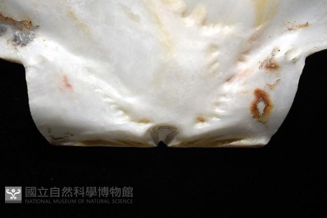 白碟海扇蛤藏品圖，第10張