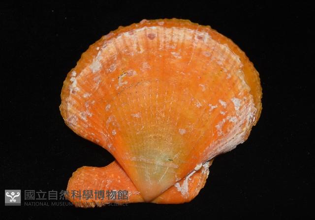 疏鱗海扇蛤藏品圖，第10張