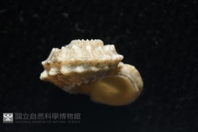 基隆花冠螺藏品圖，第10張