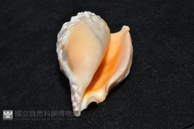 金袖鳳凰螺藏品圖，第10張