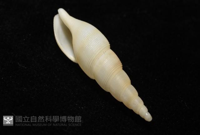 秉川布紋螺藏品圖，第10張