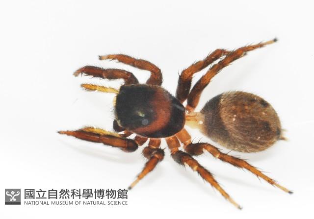 安德遜蠅虎藏品圖，第10張
