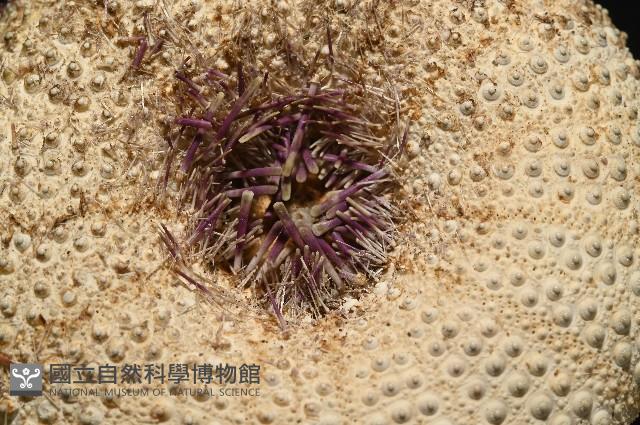 未知種角孔海膽藏品圖，第10張