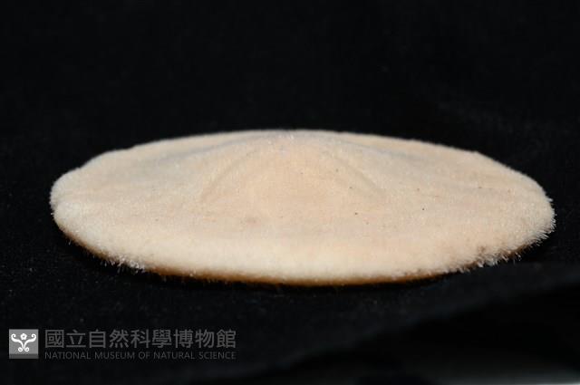 雷氏餅海膽藏品圖，第10張