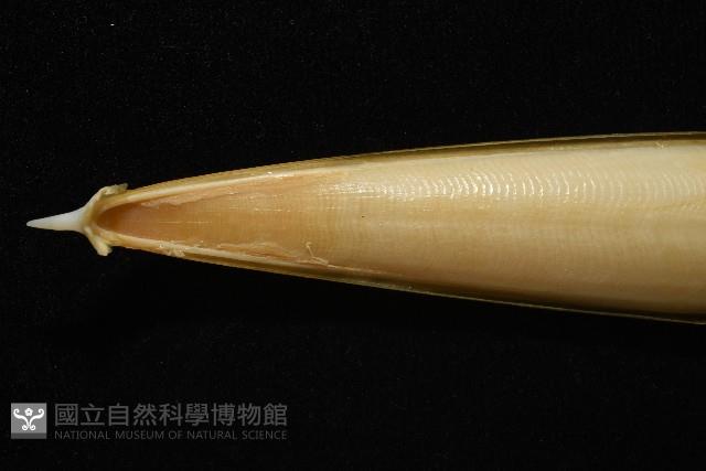 細腕(狹足)烏賊藏品圖，第10張