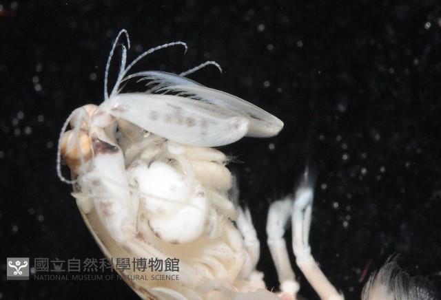 豹斑幼嫩蝦蛄藏品圖，第10張