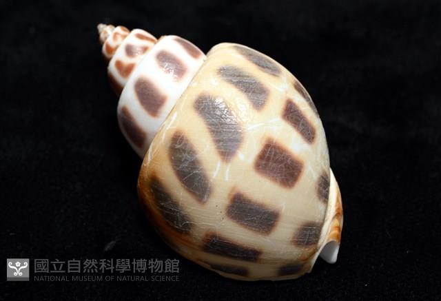 開氏鳳螺藏品圖，第10張