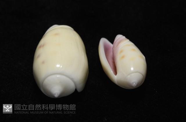棋盤榧螺藏品圖，第10張