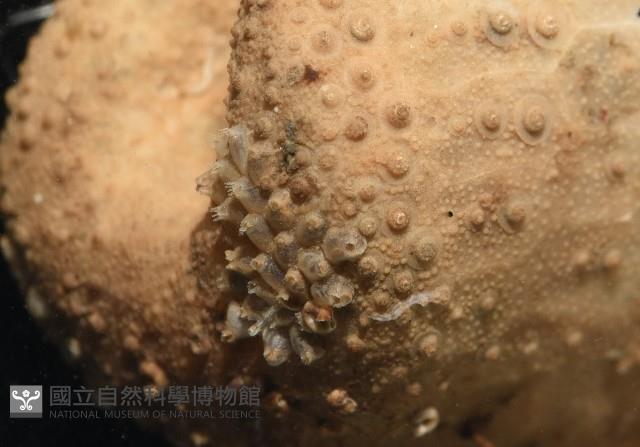 未知種葫蘆海膽藏品圖，第10張