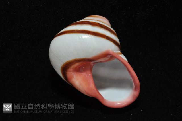 紅口紅蝸牛藏品圖，第10張