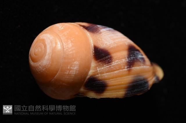 椰子螺藏品圖，第10張