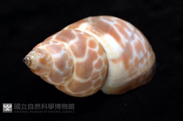 錫蘭鳳螺藏品圖，第10張