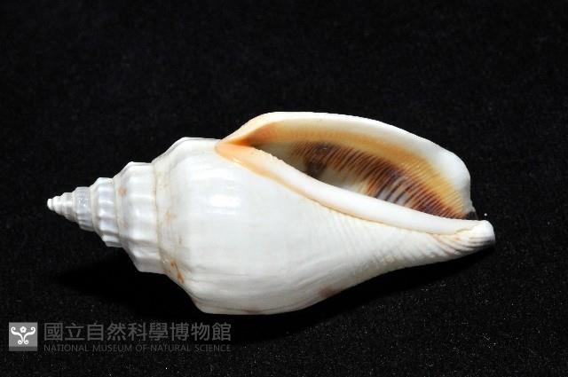 黑嘴鳳凰螺藏品圖，第10張