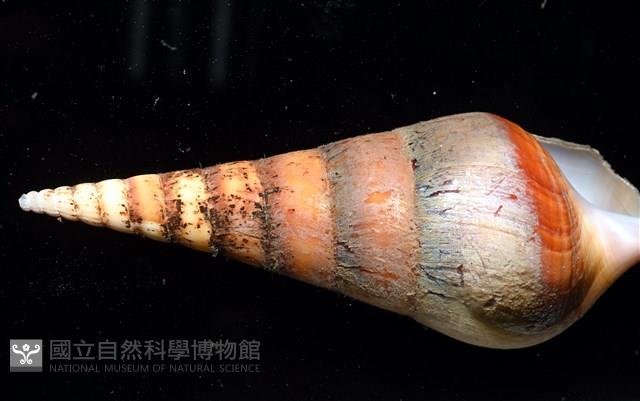 馬丁長鼻螺藏品圖，第10張