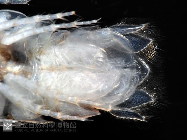 未知種浪漂水虱藏品圖，第10張