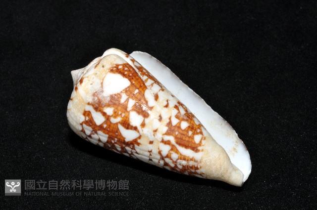海軍上將芋螺藏品圖，第10張