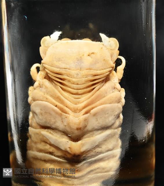 典型額胸水虱藏品圖，第10張