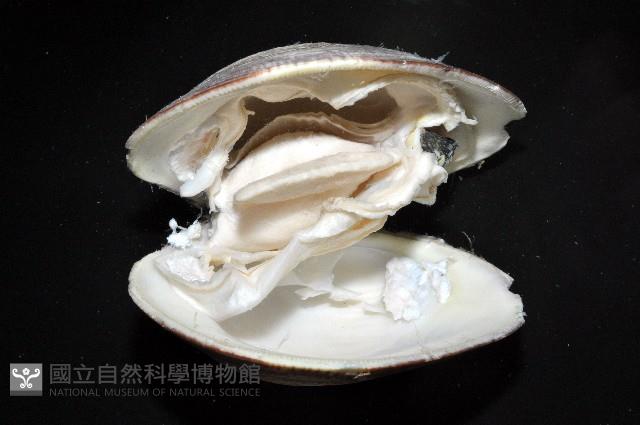 櫻桃寶石簾蛤藏品圖，第10張