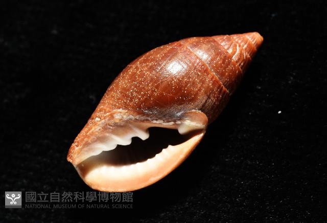 登錄號:007819-00115藏品圖，第10張