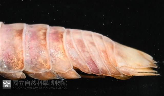 未知種羅司水虱藏品圖，第10張