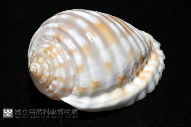 巴西粗齒鶉螺藏品圖，第10張