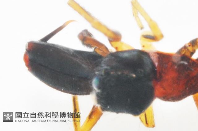 黑色蟻蛛藏品圖，第10張