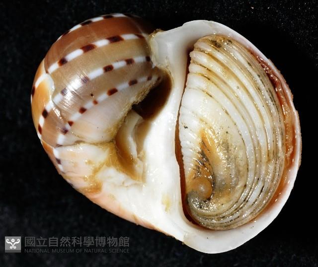 蝴蝶玉螺藏品圖，第10張