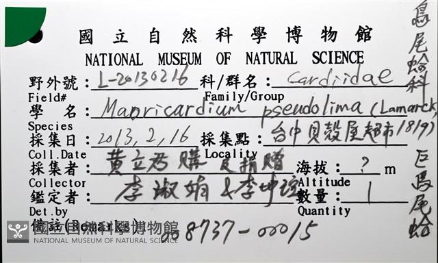 巨鳥尾蛤藏品圖，第10張