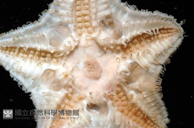未知種開曼海星藏品圖，第10張