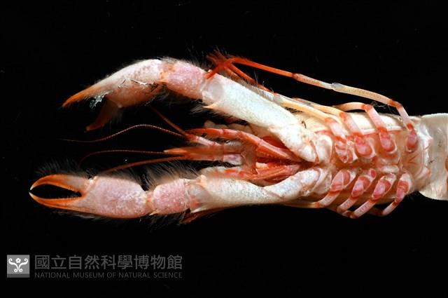 史氏擬海螯蝦藏品圖，第10張