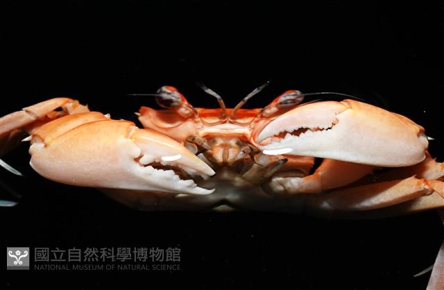 音樂聲蟹藏品圖，第10張